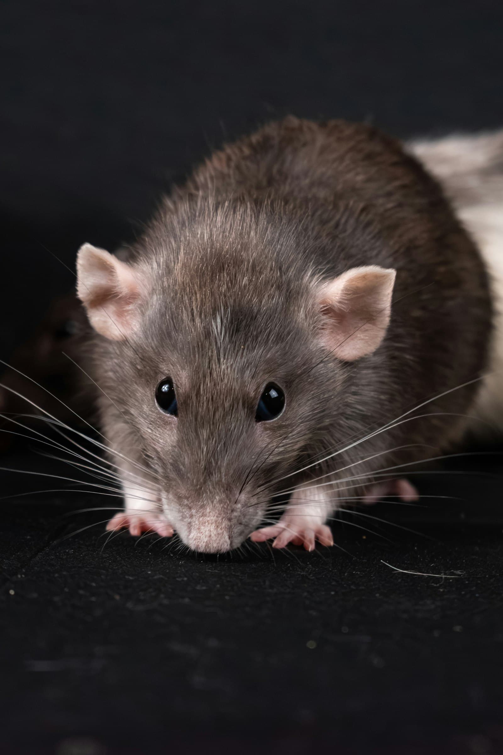 Intervention anti-rats - Rats en local technique à Six-Fours-les-Plages : contrôles critiques