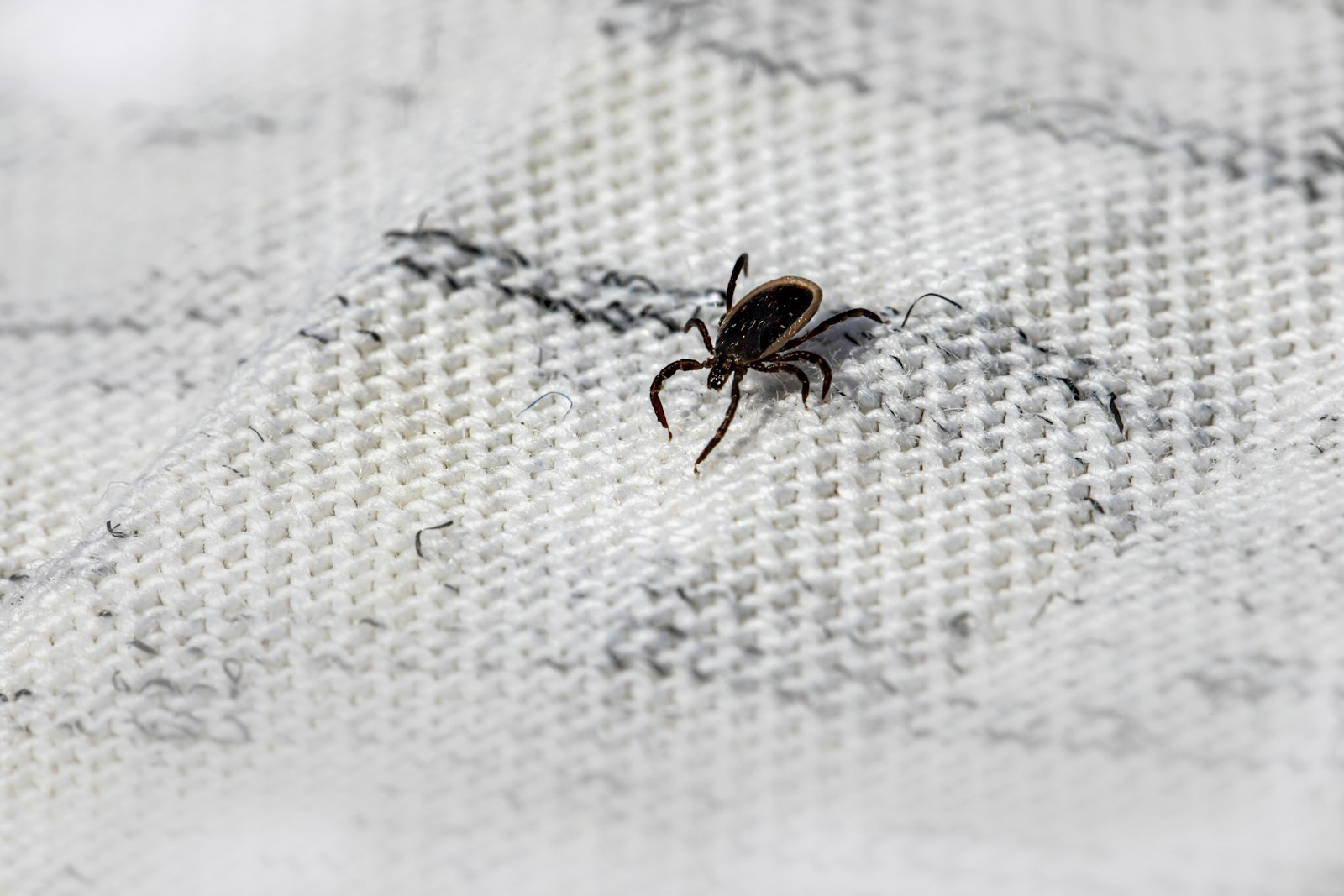 Literie à inspecter en cas de suspicion